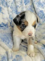 Juniper ( JuJu ), a female Australian Shepherd for sale in Hanceville, AL – Photo 3 of 9