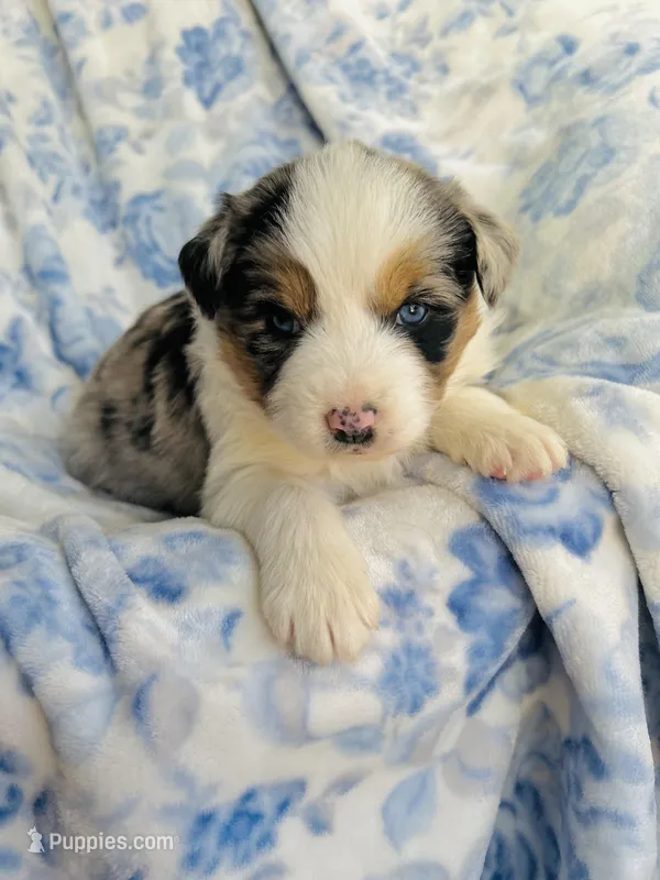 Juniper ( JuJu ), a female Australian Shepherd for sale in Hanceville, AL – Photo 1 of 9