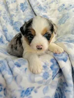 Juniper ( JuJu ), a female Australian Shepherd for sale in Hanceville, AL – Photo 1 of 9