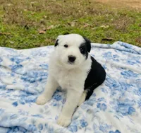 Clover, a male Australian Shepherd for sale in Hanceville, AL – Photo 2 of 10