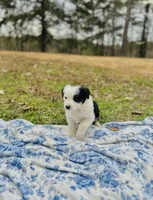 Clover, a male Australian Shepherd for sale in Hanceville, AL – Photo 1 of 10