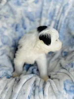 Clover, a male Australian Shepherd for sale in Hanceville, AL – Photo 5 of 10