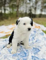 Clover, a male Australian Shepherd for sale in Hanceville, AL – Photo 3 of 10