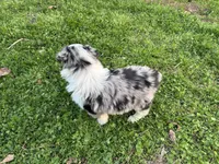 Juniper ( JuJu ), a female Australian Shepherd for sale in Hanceville, AL – Photo 2 of 9