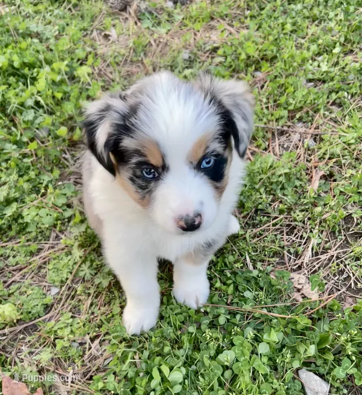 Juniper ( JuJu ) – Australian Shepherd puppy for sale in Hanceville, AL