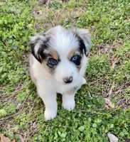 Juniper ( JuJu ), a female Australian Shepherd for sale in Hanceville, AL – Photo 1 of 9