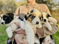 Juniper ( JuJu ), a female Australian Shepherd for sale in Hanceville, AL – Photo 3 of 9