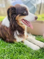 Buster, a male Australian Shepherd for sale in Hanceville, AL – 6 of 7