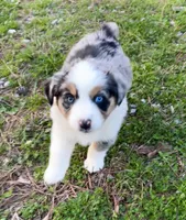 Juniper ( JuJu ), a female Australian Shepherd for sale in Hanceville, AL – Photo 3 of 10