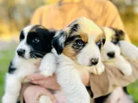 Juniper ( JuJu ), a female Australian Shepherd for sale in Hanceville, AL – Photo 2 of 10