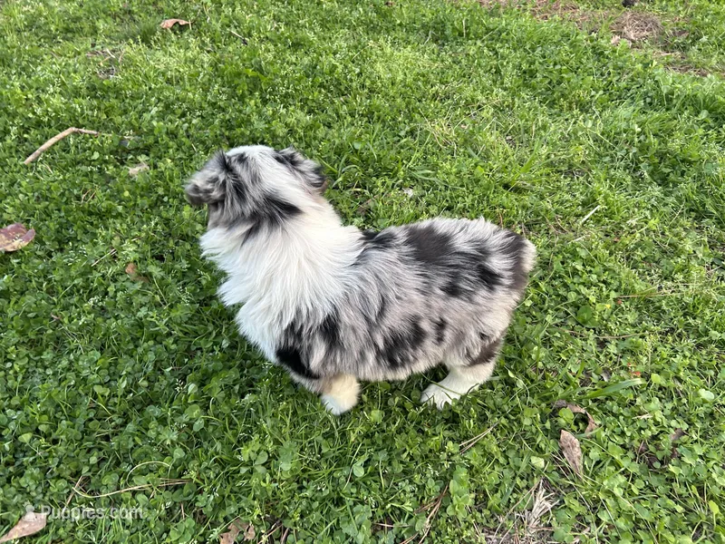 Juniper ( JuJu ) – Australian Shepherd puppy for sale in Hanceville, AL