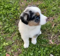 Juniper ( JuJu ), a female Australian Shepherd for sale in Hanceville, AL – Photo 5 of 10