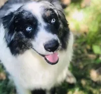 Juniper ( JuJu ), a female Australian Shepherd for sale in Hanceville, AL – Photo 9 of 10