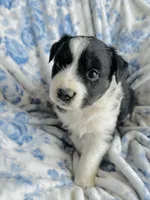 Daisy, a female Australian Shepherd for sale in Hanceville, AL – Photo 7 of 10