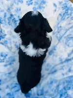 Daisy, a female Australian Shepherd for sale in Hanceville, AL – Photo 4 of 10