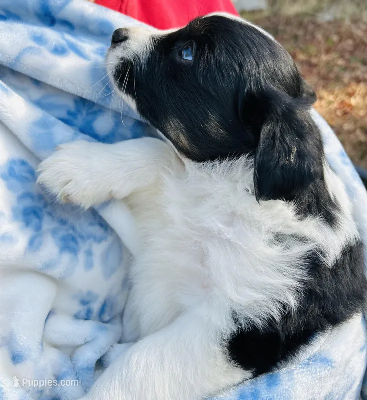 Daisy – Australian Shepherd puppy for sale in Hanceville, AL