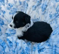 Daisy, a female Australian Shepherd for sale in Hanceville, AL – Photo 6 of 10