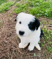 Clover, a male Australian Shepherd for sale in Hanceville, AL – Photo 2 of 9