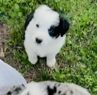 Clover, a male Australian Shepherd for sale in Hanceville, AL – Photo 4 of 9