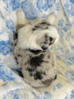Juniper ( JuJu ), a female Australian Shepherd for sale in Hanceville, AL – Photo 4 of 8