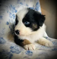 Buster, a male Australian Shepherd for sale in Hanceville, AL – 2 of 7