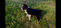 Daisy, a female Australian Shepherd for sale in Hanceville, AL – Photo 3 of 10