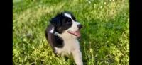 Daisy, a female Australian Shepherd for sale in Hanceville, AL – Photo 2 of 10