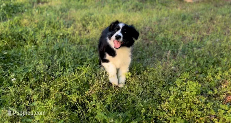 Daisy – Australian Shepherd puppy for sale in Hanceville, AL