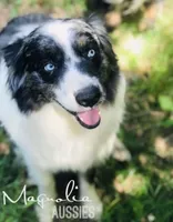Daisy, a female Australian Shepherd for sale in Hanceville, AL – Photo 10 of 10