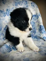 Georgie, a male Australian Shepherd for sale in Hanceville, AL – 5 of 7