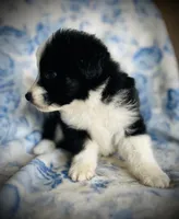 Georgie, a male Australian Shepherd for sale in Hanceville, AL – 3 of 7