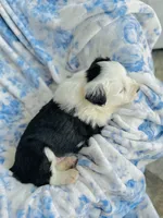 Clover, a male Australian Shepherd for sale in Hanceville, AL – Photo 5 of 9