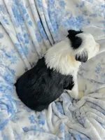 Clover, a male Australian Shepherd for sale in Hanceville, AL – Photo 3 of 9