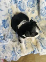 Daisy, a female Australian Shepherd for sale in Hanceville, AL – Photo 3 of 8