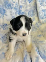 Daisy, a female Australian Shepherd for sale in Hanceville, AL – Photo 1 of 8