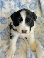 Daisy, a female Australian Shepherd for sale in Hanceville, AL – Photo 5 of 8