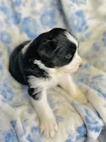 Daisy, a female Australian Shepherd for sale in Hanceville, AL – Photo 4 of 8