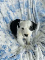 Clover, a male Australian Shepherd for sale in Hanceville, AL – Photo 5 of 9