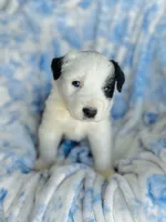 Clover, a male Australian Shepherd for sale in Hanceville, AL – Photo 1 of 9