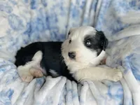 Clover, a male Australian Shepherd for sale in Hanceville, AL – Photo 4 of 9