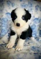 Freddy, a male Australian Shepherd for sale in Hanceville, AL – 2 of 6