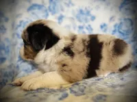 Bonnie Blue, a female Australian Shepherd for sale in Hanceville, AL – 4 of 7