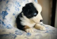 Buster, a male Australian Shepherd for sale in Hanceville, AL – 5 of 7