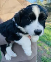 Daisy, a female Australian Shepherd for sale in Hanceville, AL – Photo 2 of 10