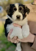 Daisy, a female Australian Shepherd for sale in Hanceville, AL – Photo 1 of 10