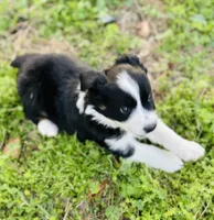 Daisy, a female Australian Shepherd for sale in Hanceville, AL – Photo 7 of 10