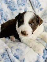 Tulip, a female Australian Shepherd for sale in Hanceville, AL – Photo 2 of 8