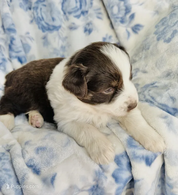 Tulip, a female Australian Shepherd for sale in Hanceville, AL – Photo 1 of 8
