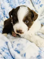 Tulip, a female Australian Shepherd for sale in Hanceville, AL – Photo 3 of 8