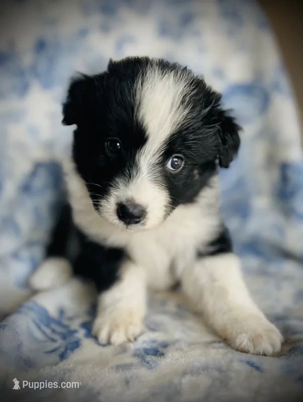 Georgie – Australian Shepherd puppy for sale in Hanceville, AL